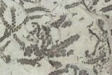 Plate Of Silurian Fossil Algae (Leveillites) - Estonia #102630-1
